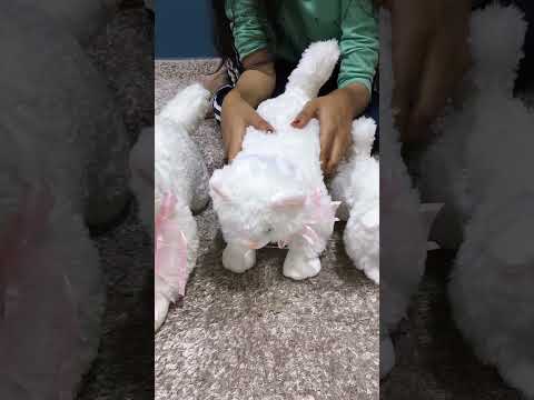 Persian Stuffed Cat with Meow Sound - Soft Plush Toy for Kids