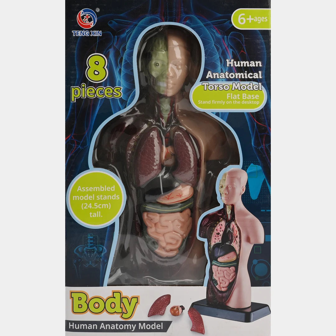 Human Anatomical Torso Model for Kids – 8-Piece 3D Body Anatomy Science Kit | STEAM Learning Toy (Ages 6+)