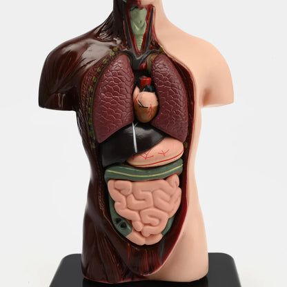 Human Anatomical Torso Model for Kids – 8-Piece 3D Body Anatomy Science Kit | STEAM Learning Toy (Ages 6+)