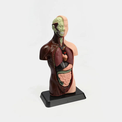 Human Anatomical Torso Model for Kids – 8-Piece 3D Body Anatomy Science Kit | STEAM Learning Toy (Ages 6+)