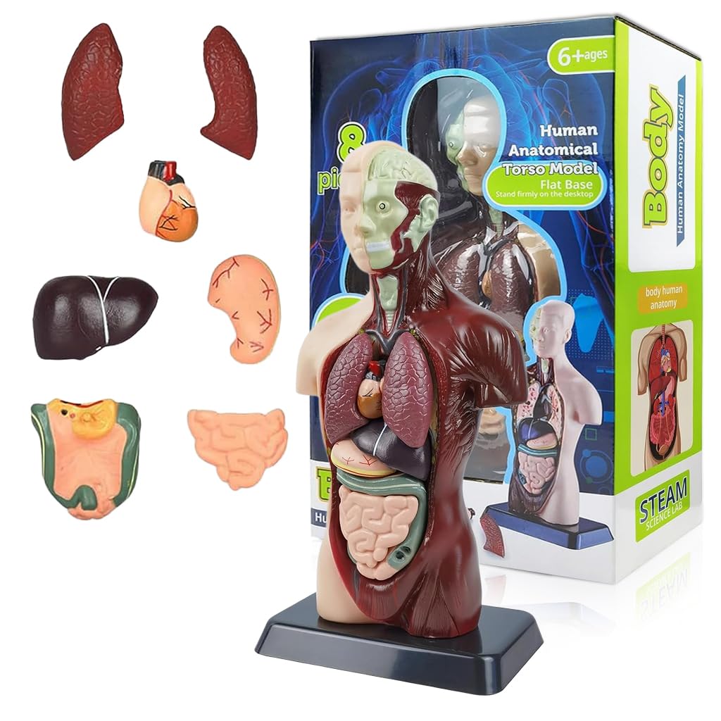 Human Anatomical Torso Model 8-piece STEAM science kit for kids showing removable organs including lungs, heart, liver, kidney, stomach and intestines